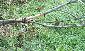 Second Tree, Almost Pulled Out of the Ground