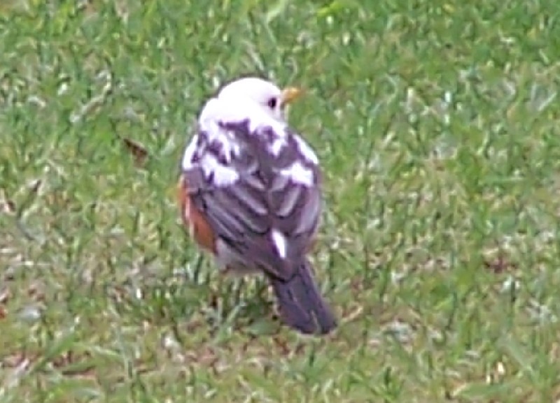 Piebald robin known for white patches caused by lack of pigment