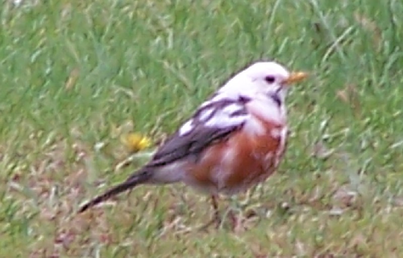 Piebald robin known for white patches caused by lack of pigment