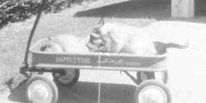 Chan and Charlie in wagon