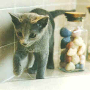 Misha patrolling the tub