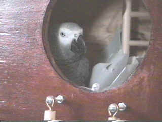 Zuri looking out of the door